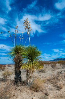 Faxon yucca, İspanyol hançeri (Yucca faxoniana), sonbaharda Yucca Vadisi, Big Bend, Teksas 'ta mavi gökyüzüne karşı dev yukka çiçekleri.   