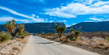 Faxon yucca, İspanyol hançeri (Yucca faxoniana), sonbaharda Yucca Vadisi 'nde yol boyunca dev yukka ağaçları, Big Bend, Teksas