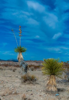 Faxon yucca, İspanyol hançeri (Yucca faxoniana), sonbaharda Yucca Vadisi, Big Bend, Teksas 'ta mavi gökyüzüne karşı dev yukka çiçekleri.   