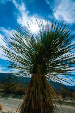 Faxon yucca, İspanyol hançeri (Yucca faxoniana), sonbaharda Yucca Vadisi, Big Bend, Teksas 'ta mavi gökyüzüne karşı dev yukka çiçekleri.   
