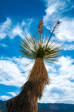 Faxon yucca, İspanyol hançeri (Yucca faxoniana), sonbaharda Yucca Vadisi, Big Bend, Teksas 'ta mavi gökyüzüne karşı dev yukka çiçekleri.   