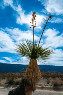 Faxon yucca, İspanyol hançeri (Yucca faxoniana), sonbaharda Yucca Vadisi, Big Bend, Teksas 'ta mavi gökyüzüne karşı dev yukka çiçekleri.   