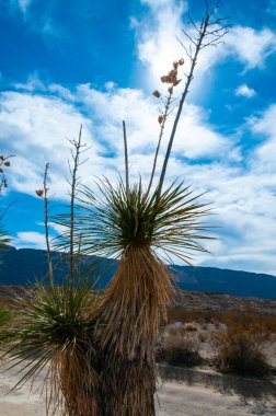 Faxon yucca, İspanyol hançeri (Yucca faxoniana), sonbaharda Yucca Vadisi, Big Bend, Teksas 'ta mavi gökyüzüne karşı dev yukka çiçekleri.   
