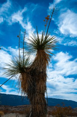 Faxon yucca, İspanyol hançeri (Yucca faxoniana), sonbaharda Yucca Vadisi, Big Bend, Teksas 'ta mavi gökyüzüne karşı dev yukka çiçekleri.   