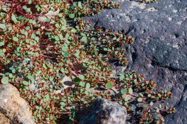 Teksas 'ın Big Bend NP kentindeki Texas kayaları arasında kurak bir nehrin dibinde yıllık Xerofizik bitkiler.
