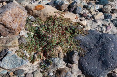 Teksas 'ın Big Bend NP kentindeki Texas kayaları arasında kurak bir nehrin dibinde yıllık Xerofizik bitkiler.
