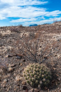 Çöl manzarası, Çilek kirpi kaktüsü (Echinocereus stramineus), Teksas 'taki Big Bend Ulusal Parkı' nda saman renkli kirpi.