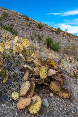 Uzun omurgalı mor dikenli armut kaktüsü (Opuntia makrosentra), Big Bend NP, Teksas 'taki kaya çölünde kaktüs.