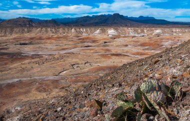 Uzun omurgalı mor dikenli armut kaktüsü (Opuntia makrosentra), Big Bend NP, Teksas 'taki kaya çölünde kaktüs.