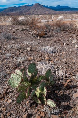 Uzun omurgalı mor dikenli armut kaktüsü (Opuntia makrosentra), Big Bend NP, Teksas 'taki kaya çölünde kaktüs.