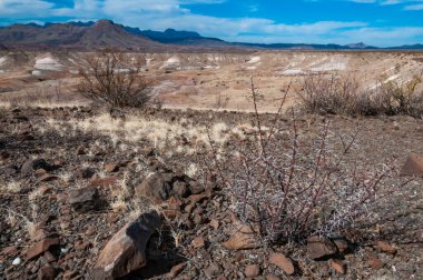 Kuraklığa dayanıklı kaktüsleri, yuccaları ve Teksas 'ın Big Bend NP' inde agavları olan bir çöl manzarası.