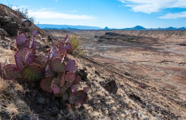 Uzun omurgalı mor dikenli armut kaktüsü (Opuntia makrosentra), Big Bend NP, Teksas 'taki kaya çölünde kaktüs.