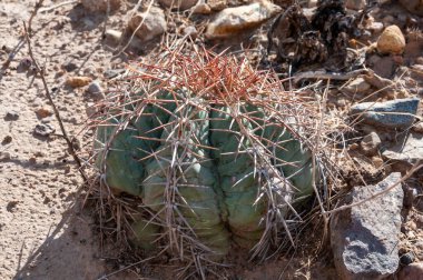 Türk baş kaktüsü (Echinocactus horizonthalonius) Big Bend Ulusal Parkı 'ndaki Teksas Çölü' nde.