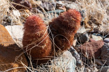 Gökkuşağı kaktüsü (Echinocereus pectinatus), çöldeki taşların arasında çalı bitkisi. Big Bend Ulusal Parkı, Teksas Kaktüsü