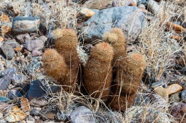 Gökkuşağı kaktüsü (Echinocereus pectinatus), çöldeki taşların arasında çalı bitkisi. Big Bend Ulusal Parkı, Teksas Kaktüsü
