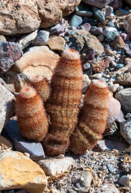 Gökkuşağı kaktüsü (Echinocereus pectinatus), çöldeki taşların arasında çalı bitkisi. Big Bend Ulusal Parkı, Teksas Kaktüsü