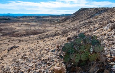 Uzun omurgalı mor dikenli armut kaktüsü (Opuntia makrosentra), Big Bend NP, Teksas 'taki kaya çölünde kaktüs.