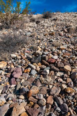 Gökkuşağı kaktüsü (Echinocereus pectinatus), çöldeki taşların arasına bitki. Big Bend Ulusal Parkı, Teksas Kaktüsü