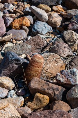 Gökkuşağı kaktüsü (Echinocereus pectinatus), çöldeki taşların arasına bitki. Big Bend Ulusal Parkı, Teksas Kaktüsü