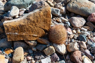 Escobaria tüberkülozu - Beyaz kuyruklu tilki kaktüsü, Escobaria kaktüsü Big Bend Ulusal Parkı