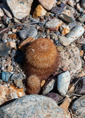 Gökkuşağı kaktüsü (Echinocereus pectinatus), çöldeki taşların arasında çalı bitkisi. Big Bend Ulusal Parkı, Teksas Kaktüsü
