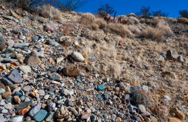 Kuraklığa dayanıklı kaktüsleri, yuccaları ve Teksas 'ın Big Bend NP' inde agavları olan bir çöl manzarası.