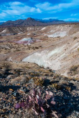 Uzun omurgalı mor dikenli armut kaktüsü (Opuntia makrosentra), Big Bend NP, Teksas 'taki kaya çölünde kaktüs.