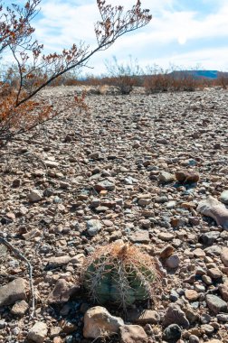 Türk baş kaktüsü (Echinocactus horizonthalonius) Big Bend Ulusal Parkı 'ndaki Teksas Çölü' nde.