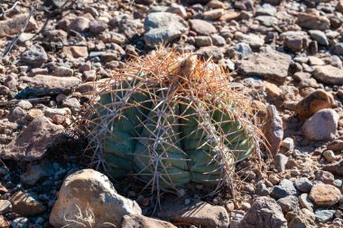 Türk baş kaktüsü (Echinocactus horizonthalonius) Big Bend Ulusal Parkı 'ndaki Teksas Çölü' nde.