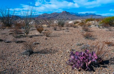 Uzun omurgalı mor dikenli armut kaktüsü (Opuntia makrosentra), Big Bend NP, Teksas 'taki kaya çölünde kaktüs.