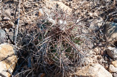 Türk baş kaktüsü (Echinocactus horizonthalonius) Big Bend Ulusal Parkı 'ndaki Teksas Çölü' nde.
