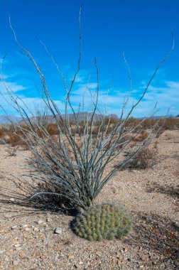Çöl manzarası, Çilek kirpi kaktüsü (Echinocereus stramineus), Teksas 'taki Big Bend Ulusal Parkı' nda saman renkli kirpi.