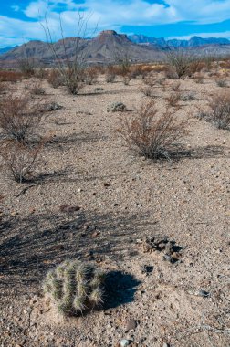 Çöl manzarası, Çilek kirpi kaktüsü (Echinocereus stramineus), Teksas 'taki Big Bend Ulusal Parkı' nda saman renkli kirpi.