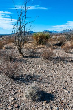 Çöl manzarası, Çilek kirpi kaktüsü (Echinocereus stramineus), Teksas 'taki Big Bend Ulusal Parkı' nda saman renkli kirpi.