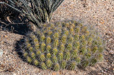 Çöl manzarası, Çilek kirpi kaktüsü (Echinocereus stramineus), Teksas 'taki Big Bend Ulusal Parkı' nda saman renkli kirpi.