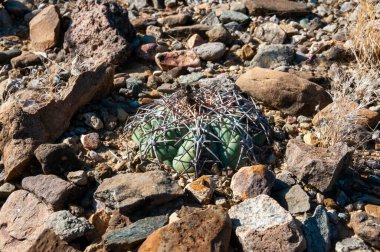 Texas Çölü 'ndeki Big Bend Ulusal Parkı' nda at sakatı ya da şeytan iğneliği kaktüsü kaktüsü (Echinocactus texensis).