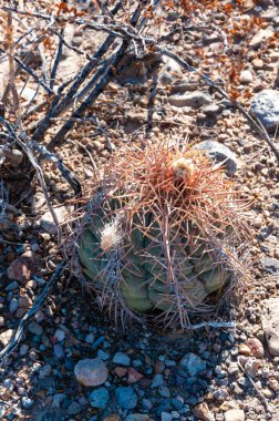 Türk baş kaktüsü (Echinocactus horizonthalonius) Big Bend Ulusal Parkı 'ndaki Teksas Çölü' nde.