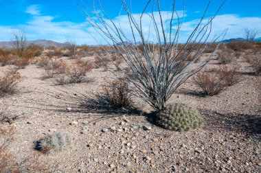 Çöl manzarası, Çilek kirpi kaktüsü (Echinocereus stramineus), Teksas 'taki Big Bend Ulusal Parkı' nda saman renkli kirpi.