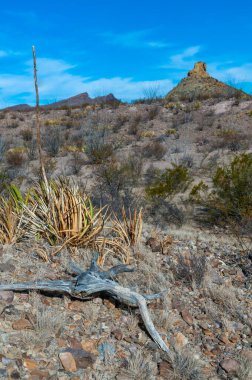 Kuraklığa dayanıklı kaktüsleri, yuccaları ve Teksas 'ın Big Bend NP' inde agavları olan bir çöl manzarası.