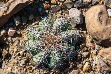Texas Çölü 'ndeki Big Bend Ulusal Parkı' nda at sakatı ya da şeytan iğneliği kaktüsü kaktüsü (Echinocactus texensis).
