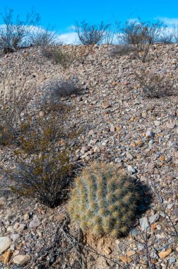 Çöl manzarası, Çilek kirpi kaktüsü (Echinocereus stramineus), Teksas 'taki Big Bend Ulusal Parkı' nda saman renkli kirpi.
