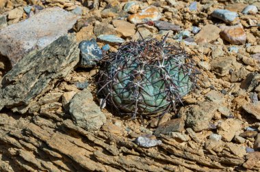 Texas Çölü 'ndeki Big Bend Ulusal Parkı' nda at sakatı ya da şeytan iğneliği kaktüsü kaktüsü (Echinocactus texensis).