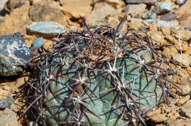Texas Çölü 'ndeki Big Bend Ulusal Parkı' nda at sakatı ya da şeytan iğneliği kaktüsü kaktüsü (Echinocactus texensis).
