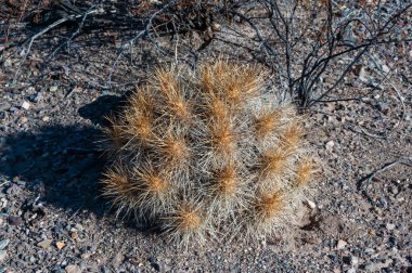 Çöl manzarası, Çilek kirpi kaktüsü (Echinocereus stramineus), Teksas 'taki Big Bend Ulusal Parkı' nda saman renkli kirpi.