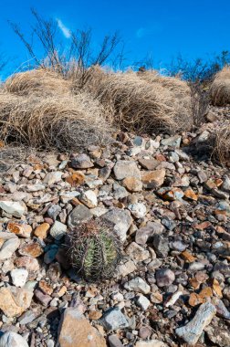 Texas Çölü 'ndeki Big Bend Ulusal Parkı' nda at sakatı ya da şeytan iğneliği kaktüsü kaktüsü (Echinocactus texensis).