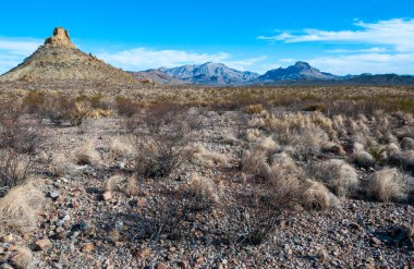 Kuraklığa dayanıklı kaktüsleri, yuccaları ve Teksas 'ın Big Bend NP' inde agavları olan bir çöl manzarası.