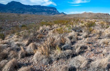 Kuraklığa dayanıklı kaktüsleri, yuccaları ve Teksas 'ın Big Bend NP' inde agavları olan bir çöl manzarası.