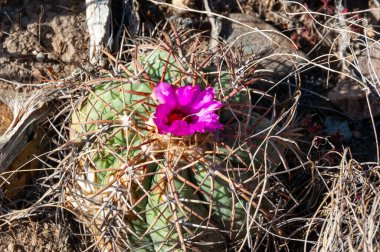 Türk baş kaktüsü (Echinocactus horizonthalonius) Big Bend Ulusal Parkı 'ndaki Teksas Çölü' nde.