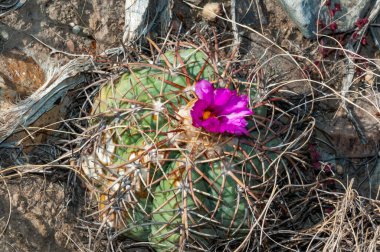 Türk baş kaktüsü (Echinocactus horizonthalonius) Big Bend Ulusal Parkı 'ndaki Teksas Çölü' nde.