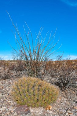 Çöl manzarası, Çilek kirpi kaktüsü (Echinocereus stramineus), Teksas 'taki Big Bend Ulusal Parkı' nda saman renkli kirpi.